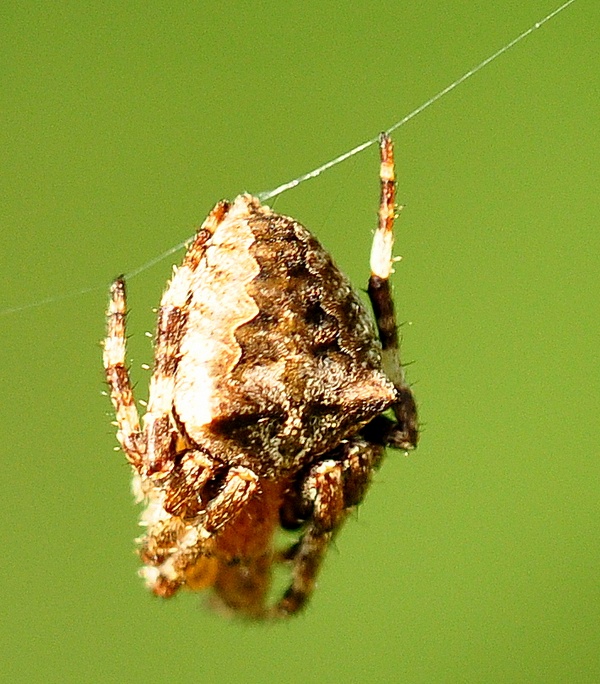 Araneus sp. (A. circe o A. angulatus)